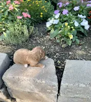 Male #1, a male Cavapoo for sale in Lawrenceburg, TN – 2 of 3