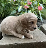 Charlie, a male Cavapoo for sale in Lawrenceburg, TN – 3 of 5