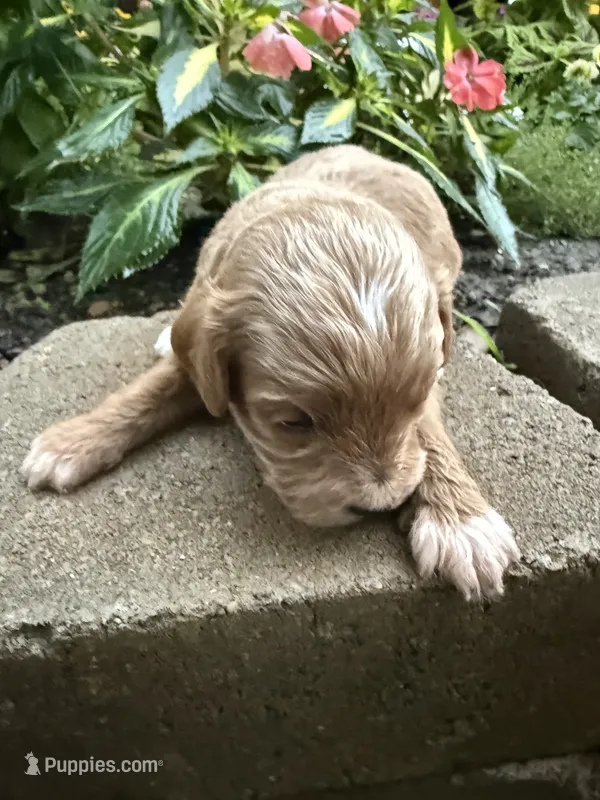 Male #4 – Cavapoo puppy for sale in Lawrenceburg, TN