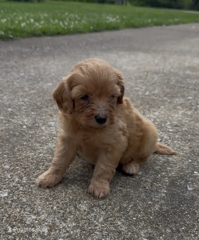 Coco – Cavapoo puppy for sale in Lawrenceburg, TN