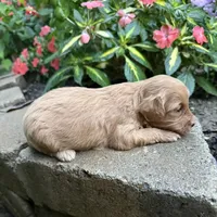 Coco, a female Cavapoo for sale in Lawrenceburg, TN – 3 of 4