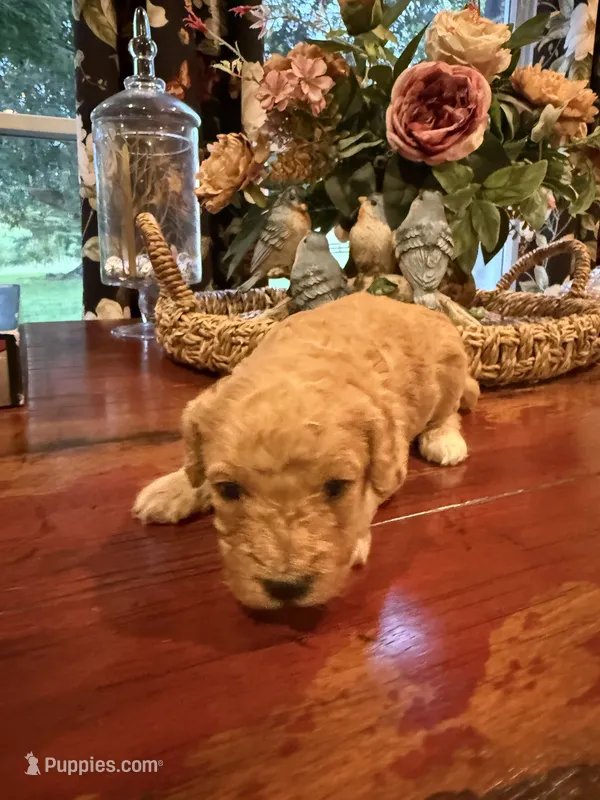 Sully  – Cavapoo puppy for sale in Lawrenceburg, TN