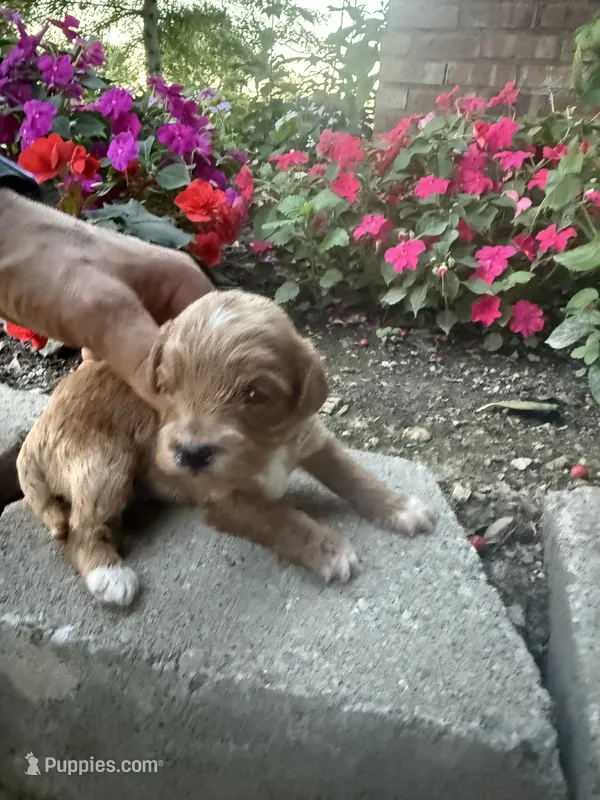 Male 2 – Cavapoo puppy for sale in Lawrenceburg, TN