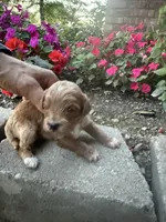 Male 2, a male Cavapoo for sale in Lawrenceburg, TN – 1 of 2