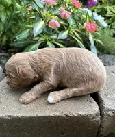 Charlie, a male Cavapoo for sale in Lawrenceburg, TN – 5 of 5