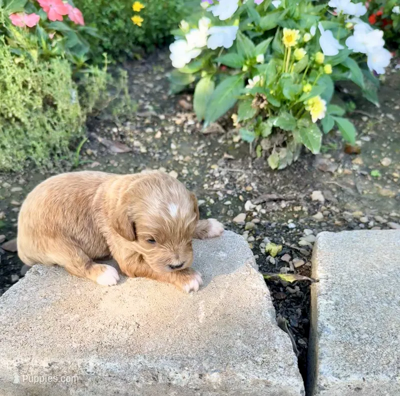 Male #1 – Cavapoo puppy for sale in Lawrenceburg, TN