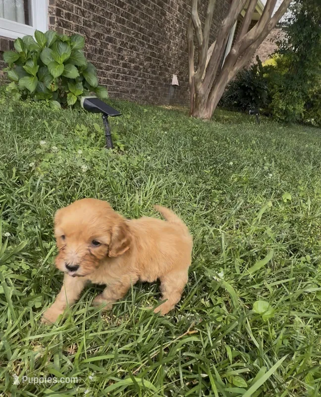 Coco – Cavapoo puppy for sale in Lawrenceburg, TN