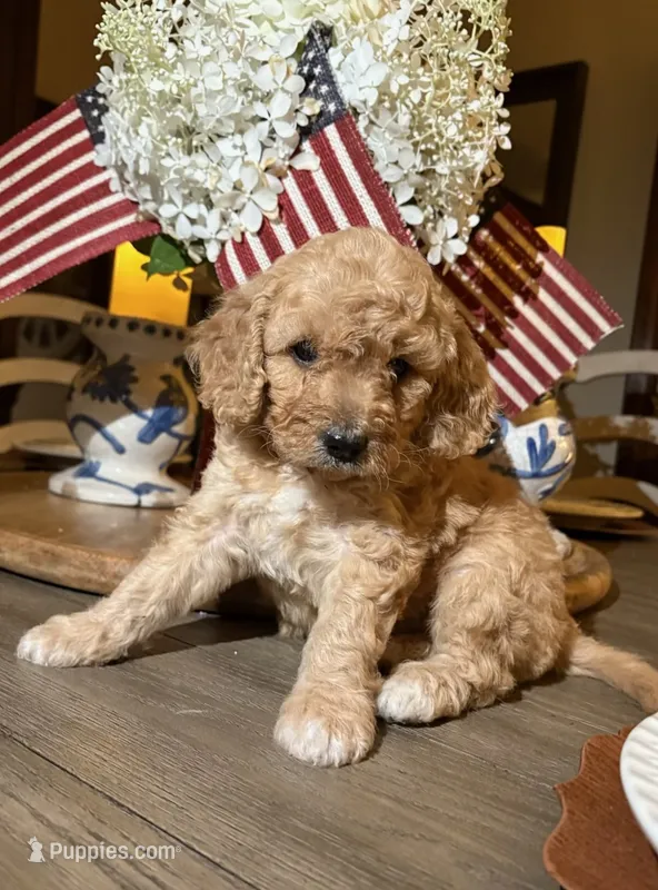 Sully  – Cavapoo puppy for sale in Lawrenceburg, TN