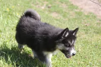 AKC VINCE, a male Siberian Husky for sale in Monticello, WI – 3 of 10