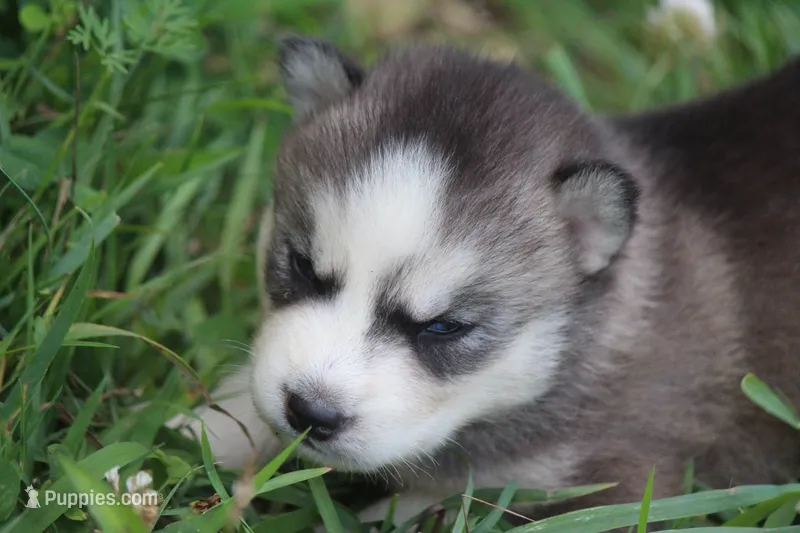 AKC SPIKE – Siberian Husky puppy for sale in Monticello, WI