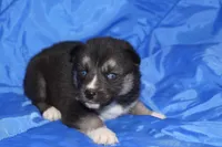 AKC VERA, a female Siberian Husky for sale in Monticello, WI – Photo 3 of 5