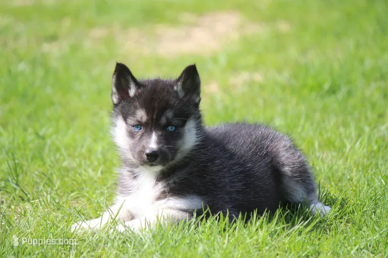 AKC VERA – Siberian Husky puppy for sale in Monticello, WI