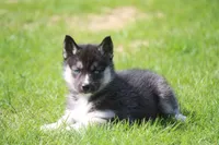 AKC VERA, a female Siberian Husky for sale in Monticello, WI – 6 of 10