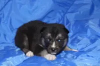 AKC VERA, a female Siberian Husky for sale in Monticello, WI – Photo 2 of 5