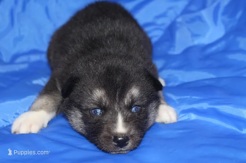 AKC VERA – Siberian Husky puppy for sale in Monticello, WI