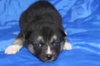 AKC VERA, a female Siberian Husky for sale in Monticello, WI – Photo 1 of 5