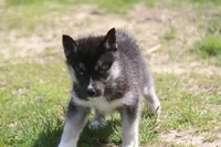 AKC VERA, a female Siberian Husky for sale in Monticello, WI – 8 of 10
