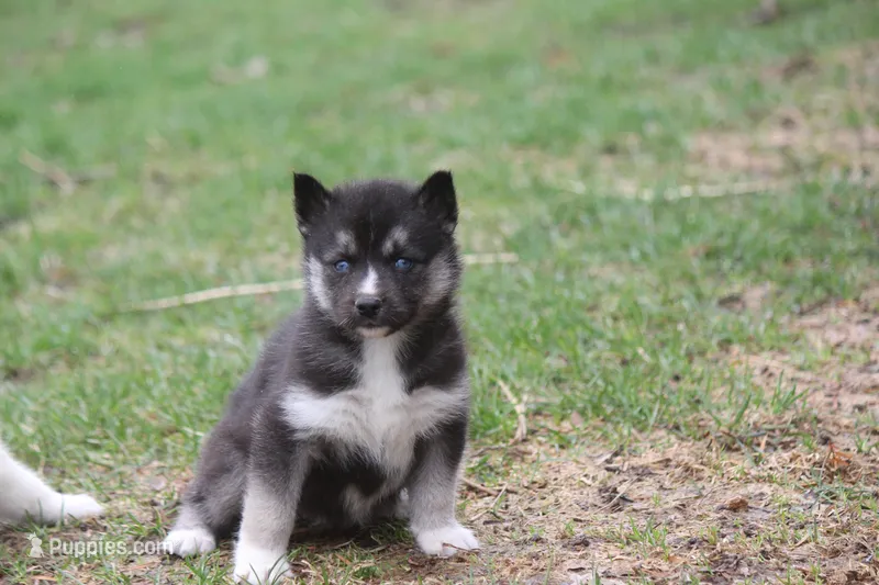 AKC VERA – Siberian Husky puppy for sale in Monticello, WI