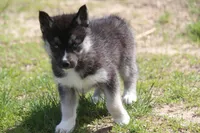 AKC VERA, a female Siberian Husky for sale in Monticello, WI – 7 of 10