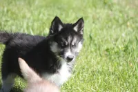 AKC VINCE, a male Siberian Husky for sale in Monticello, WI – 4 of 10