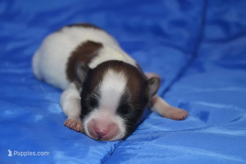 AKC PIPPA – Papillon puppy for sale in Monticello, WI