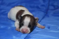 AKC PIPPA, a female Papillon for sale in Monticello, WI – Photo 1 of 7