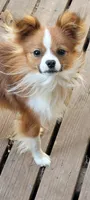 AKC PIPPA, a female Papillon for sale in Monticello, WI – Photo 7 of 7