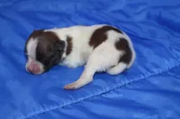 AKC PIPPA, a female Papillon for sale in Monticello, WI – Photo 5 of 7