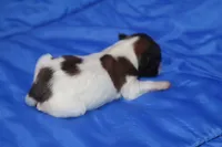 AKC PIPPA, a female Papillon for sale in Monticello, WI – Photo 3 of 7