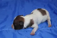 AKC PIPPA, a female Papillon for sale in Monticello, WI – Photo 4 of 7