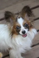 AKC PIPPA, a female Papillon for sale in Monticello, WI – Photo 6 of 7