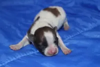 AKC PIPPA, a female Papillon for sale in Monticello, WI – Photo 2 of 7