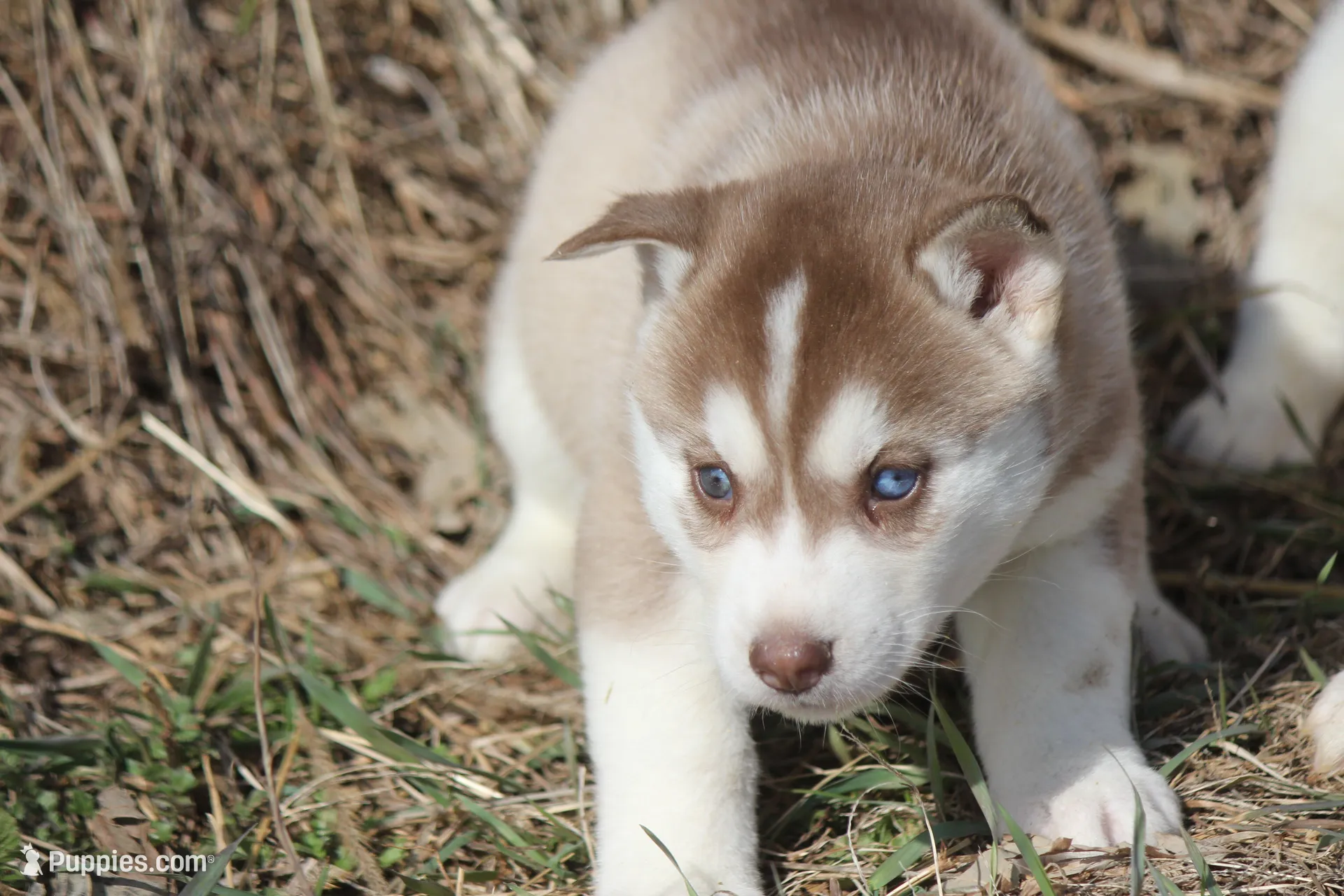 AKC AURORA – Siberian Husky puppy for sale in Monticello, WI