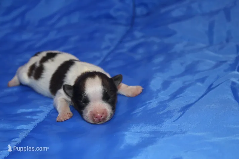 AKC PIPER – Papillon puppy for sale in Monticello, WI