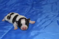 AKC PIPER, a male Papillon for sale in Monticello, WI – Photo 1 of 8