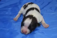 AKC PIPER, a male Papillon for sale in Monticello, WI – Photo 2 of 8