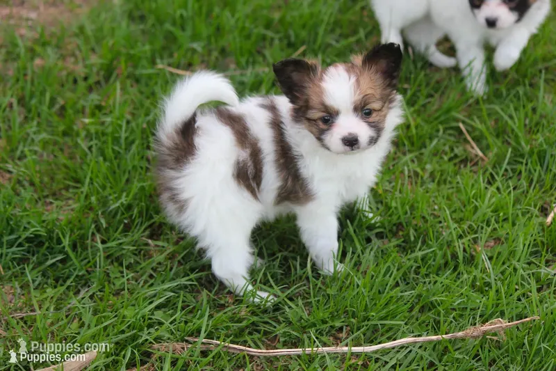 AKC PIPER – Papillon puppy for sale in Monticello, WI