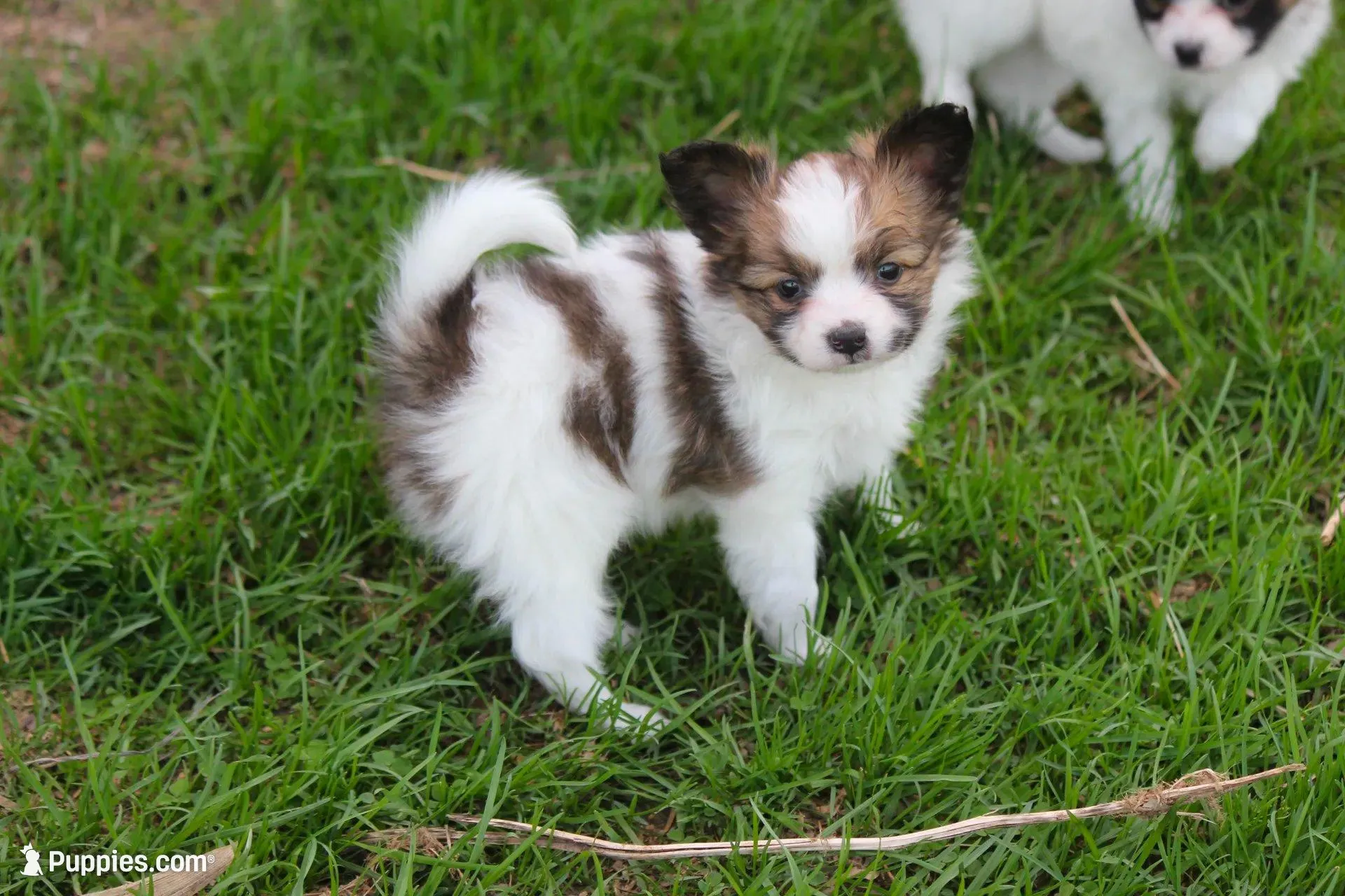 AKC PIPER, a male Papillon for sale in Monticello, WI – 1 of 8