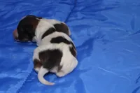 AKC PIPER, a male Papillon for sale in Monticello, WI – Photo 5 of 8