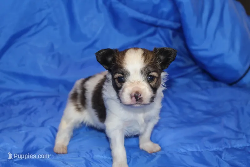 AKC PIPER – Papillon puppy for sale in Monticello, WI