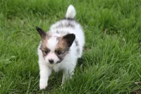 AKC PIPER, a male Papillon for sale in Monticello, WI – 2 of 8