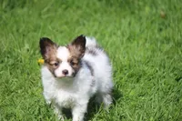 AKC PIPER, a male Papillon for sale in Monticello, WI – 3 of 8