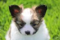 AKC PIPER, a male Papillon for sale in Monticello, WI – 5 of 8