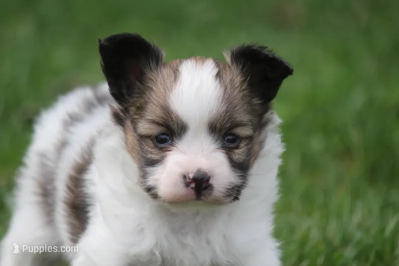 AKC PIPER – Papillon puppy for sale in Monticello, WI