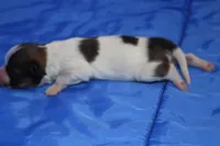 AKC PIPER, a male Papillon for sale in Monticello, WI – Photo 4 of 8