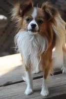 AKC PIPER, a male Papillon for sale in Monticello, WI – Photo 8 of 8