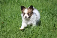 AKC PIPER, a male Papillon for sale in Monticello, WI – 4 of 8