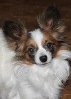AKC PIPER, a male Papillon for sale in Monticello, WI – Photo 6 of 8