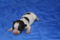 AKC PIPER, a male Papillon for sale in Monticello, WI – Photo 3 of 8