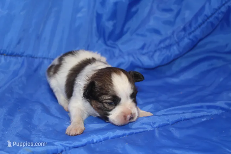 AKC PIPER – Papillon puppy for sale in Monticello, WI